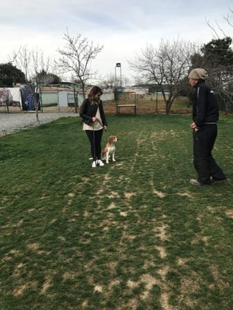 Köpek Eğitim Okulu İstanbul