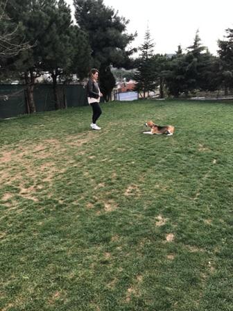 İstanbul Sarıyer Köpek Pansiyonu