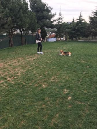 Köpek Eğitimi Boxer İstanbul