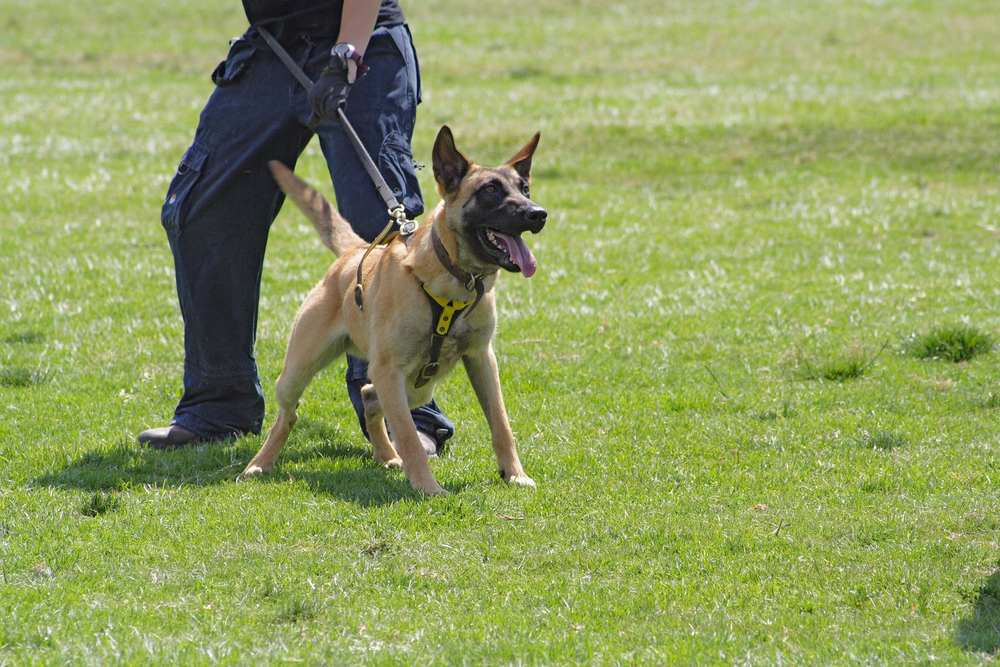 Bodyguard Köpek Eğitimi Ve Önemi