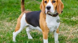 beagle köpek eğitimi