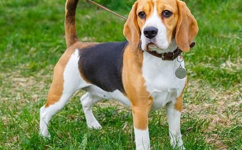 beagle köpek eğitimi