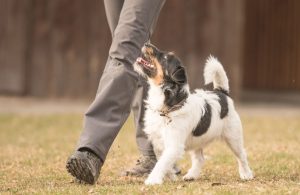 Profesyonel Köpek Eğitimi Hizmetleri